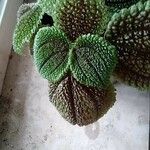 Pilea mollis Frunză