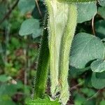 Heracleum sphondylium पत्ता