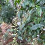 Gonzalagunia hirsuta Flower