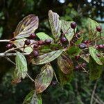 Viburnum nervosum