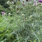 Cirsium eriophorum Costuma