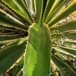 Furcraea selloana List
