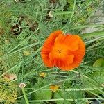 Eschscholzia californicaBlüte