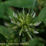 Trifolium retusum Fleur