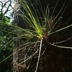 Tillandsia festucoides 叶