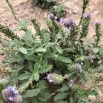 Verbena lasiostachys Yaprak