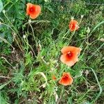 Papaver rhoeas Hàbitat