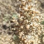 Artemisia thuscula Leaf