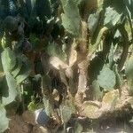 Opuntia dillenii Pokrój