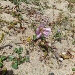 Calystegia soldanella Hábito