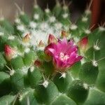 Mammillaria polythele Habitus