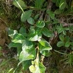 Salix pyrenaica Leaf