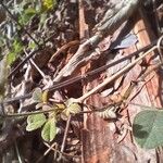 Desmodium scorpiurus Folha