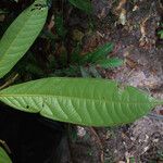 Fusaea longifolia Leaf