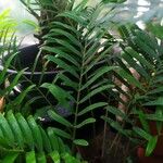 Zamia pumila Lapas