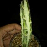 Kleinia stapeliiformis Flor