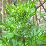 Artemisia princeps ഇല