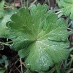 Geranium pyrenaicumFeuille