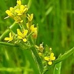 Sisymbrium officinale Flower