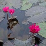 Nymphaea rubra Flower