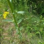 Erysimum virgatum Feuille