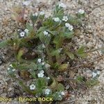 Myosotis pusilla Hábito