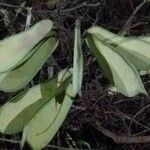 Bulbophyllum longiflorum Leaf