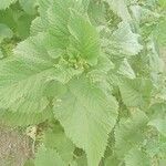 Urtica massaica Leaf