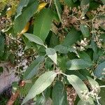 Buddleja cordata Leaf