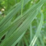 Carex elata Leaf
