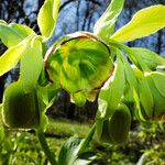 Helleborus foetidus Flor