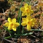 Narcissus rupicola Квітка
