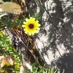 Tolpis barbata 花