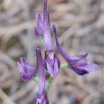 Delphinium peregrinum Цвят