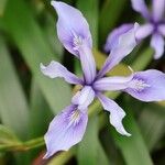 Iris douglasiana Blüte