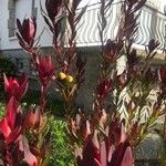 Leucadendron salignum Blad