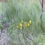 Sonchus leptocephalus Buveinė