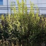 Salix aurita葉