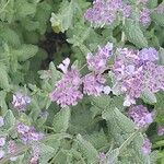 Nepeta grandiflora Blodyn