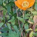 Meconopsis cambrica Hábito