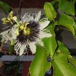 Passiflora edulis Kwiat