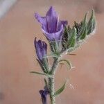 Echium plantagineum ഇല