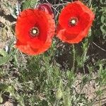 Papaver rhoeas Kukka