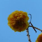 Cochlospermum vitifolium अन्य