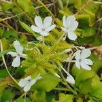 Plumbago zeylanica Flower