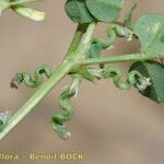 Trigonella anguina Leaf