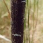 Faujasia salicifolia Bark