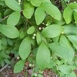 Vaccinium pallidum Hoja