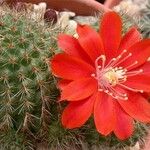 Rebutia deminuta Flor