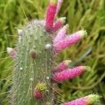 Cleistocactus smaragdiflorus Květ